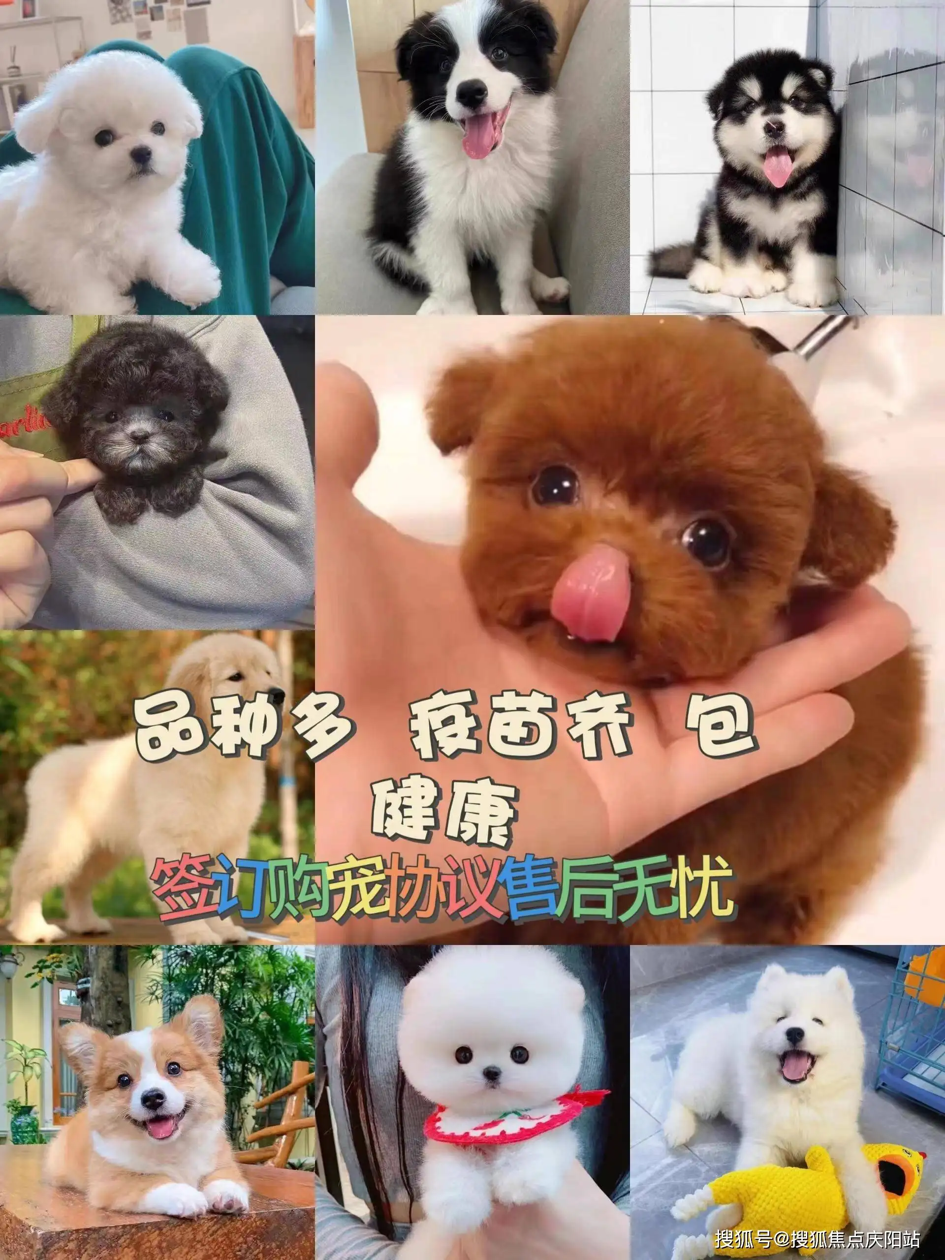 宠物狗阿拉斯加犬多少钱(宠物狗阿拉斯加犬多少钱一只)