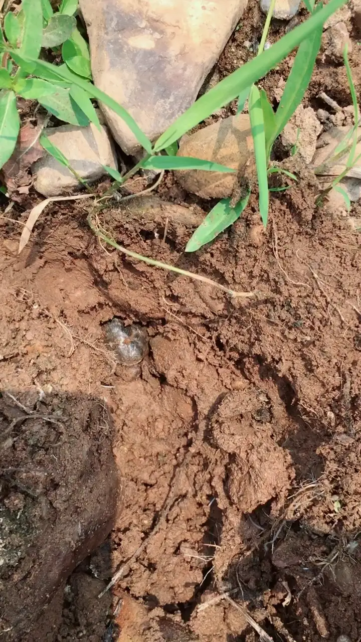 河沟里面的螃蟹能吃吗(河沟里面的螃蟹能吃吗视频)