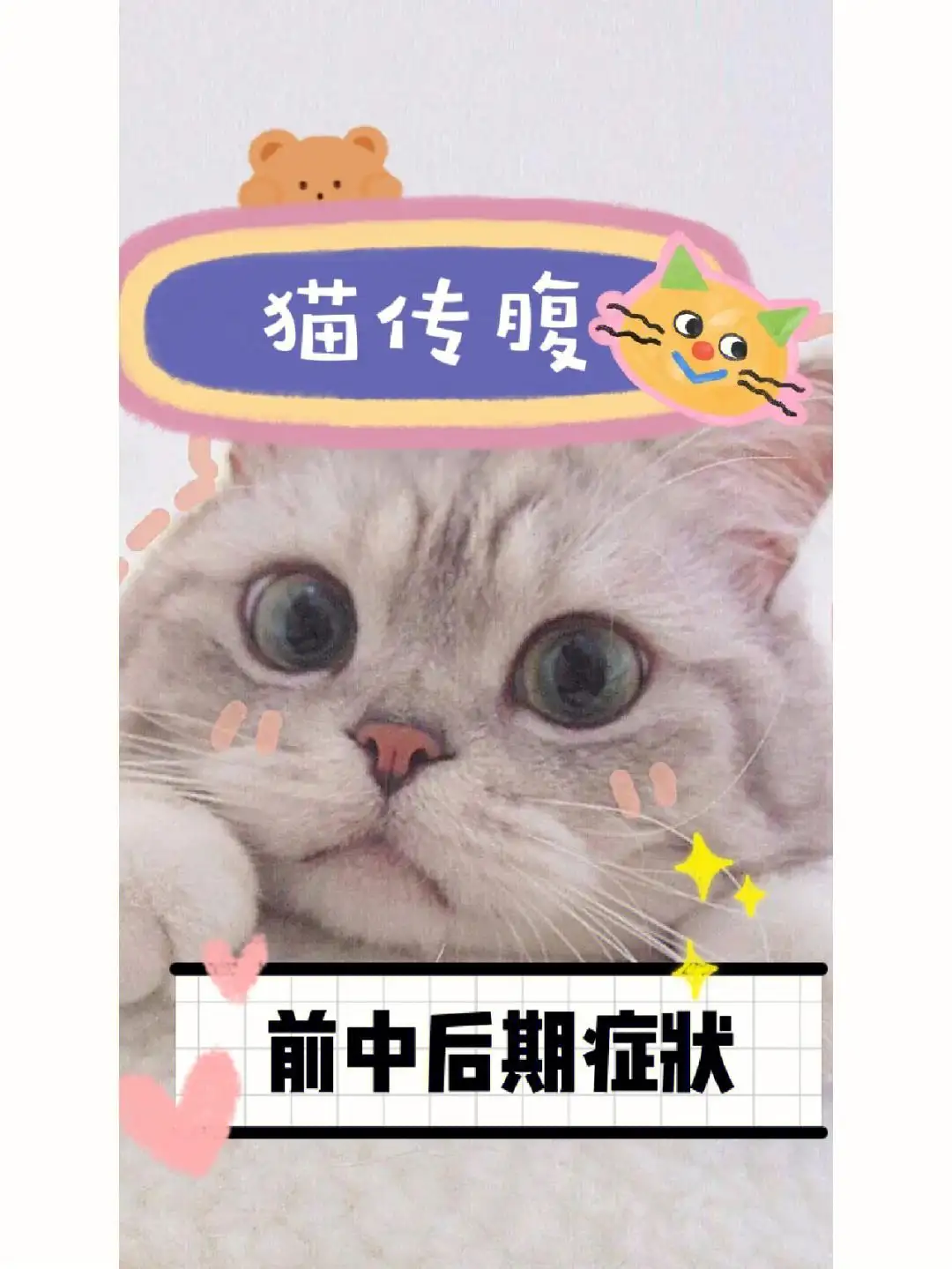 什么情况下会得猫传腹(什么情况下猫咪会得猫传腹)