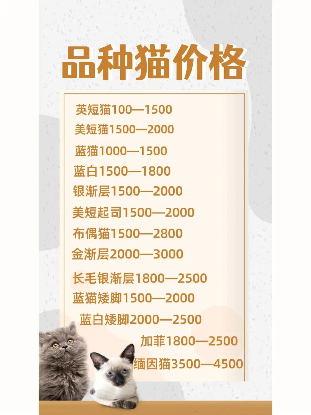 猫的品种的价格(猫的品种的价格是什么由什么来定的)