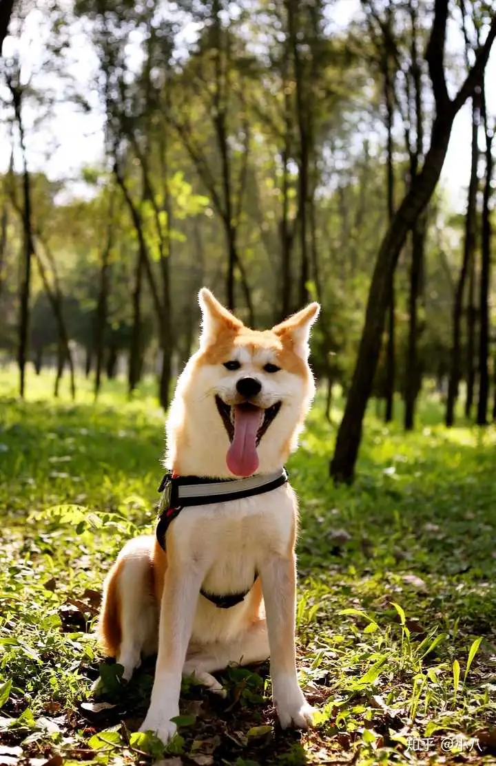 日系秋田犬(日系秋田犬重多少斤)