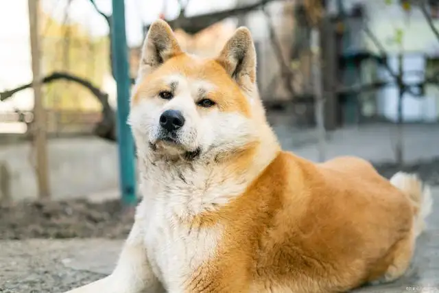 日系秋田犬(日系秋田犬重多少斤)