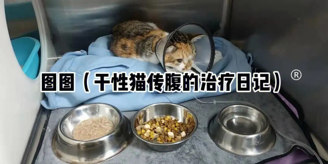 猫干性传腹(猫干性传腹能治愈吗)