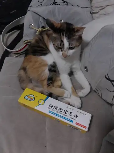 猫咪便秘用开塞露(猫咪便秘用开塞露搞笑视频)