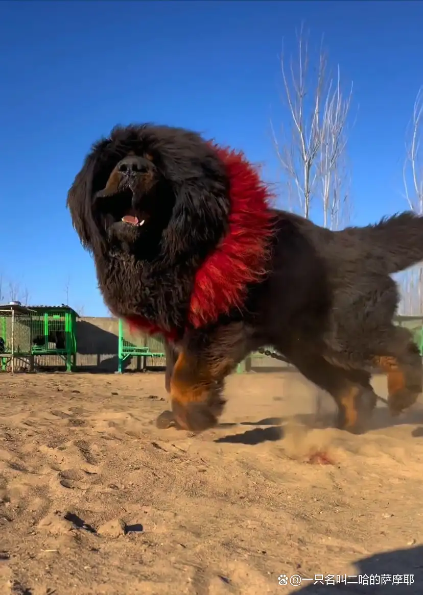 一只纯种藏獒幼犬多少钱(藏獒多少钱一只纯种藏獒幼犬多少钱一只)