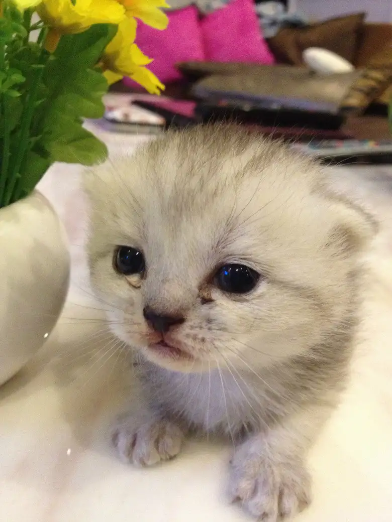 哪里有折耳猫卖(折耳猫怎么卖出去)