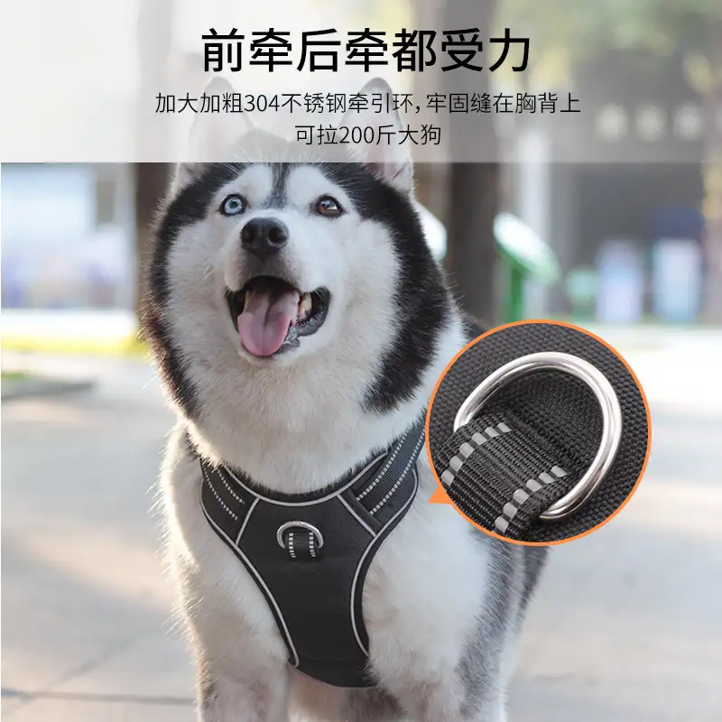 拉布拉多小型犬(拉布拉多小型犬能长到多少斤)