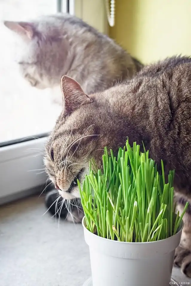 猫薄荷对猫有什么影响(猫薄荷对猫有什么影响嘛)