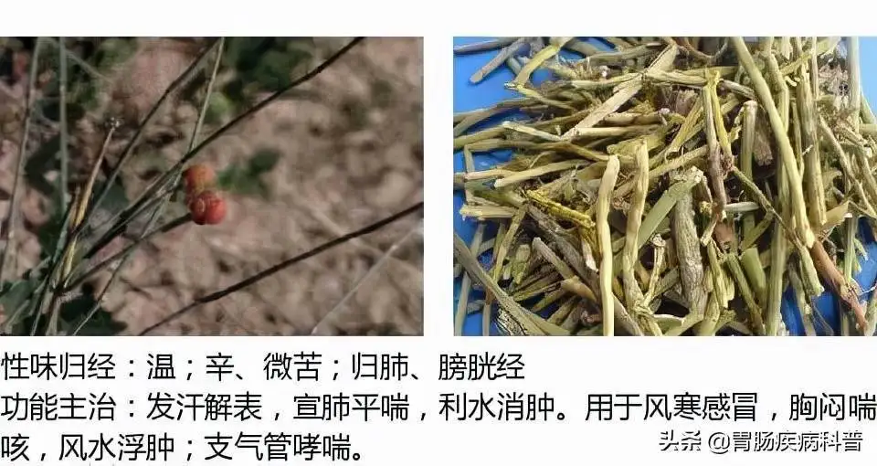 狼尾巴蒿的功效与作用的简单介绍