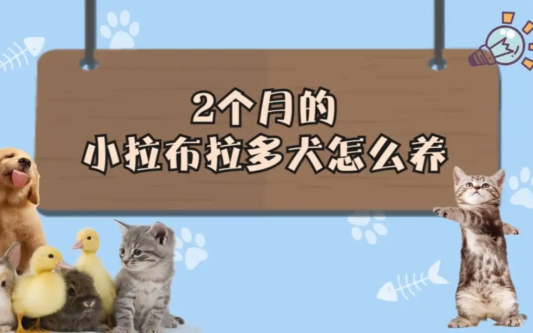 小的拉布拉多犬怎么养(小拉布拉多犬价格200元)