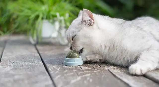 猫薄荷对小猫有害吗(猫薄荷对小猫有害吗视频)