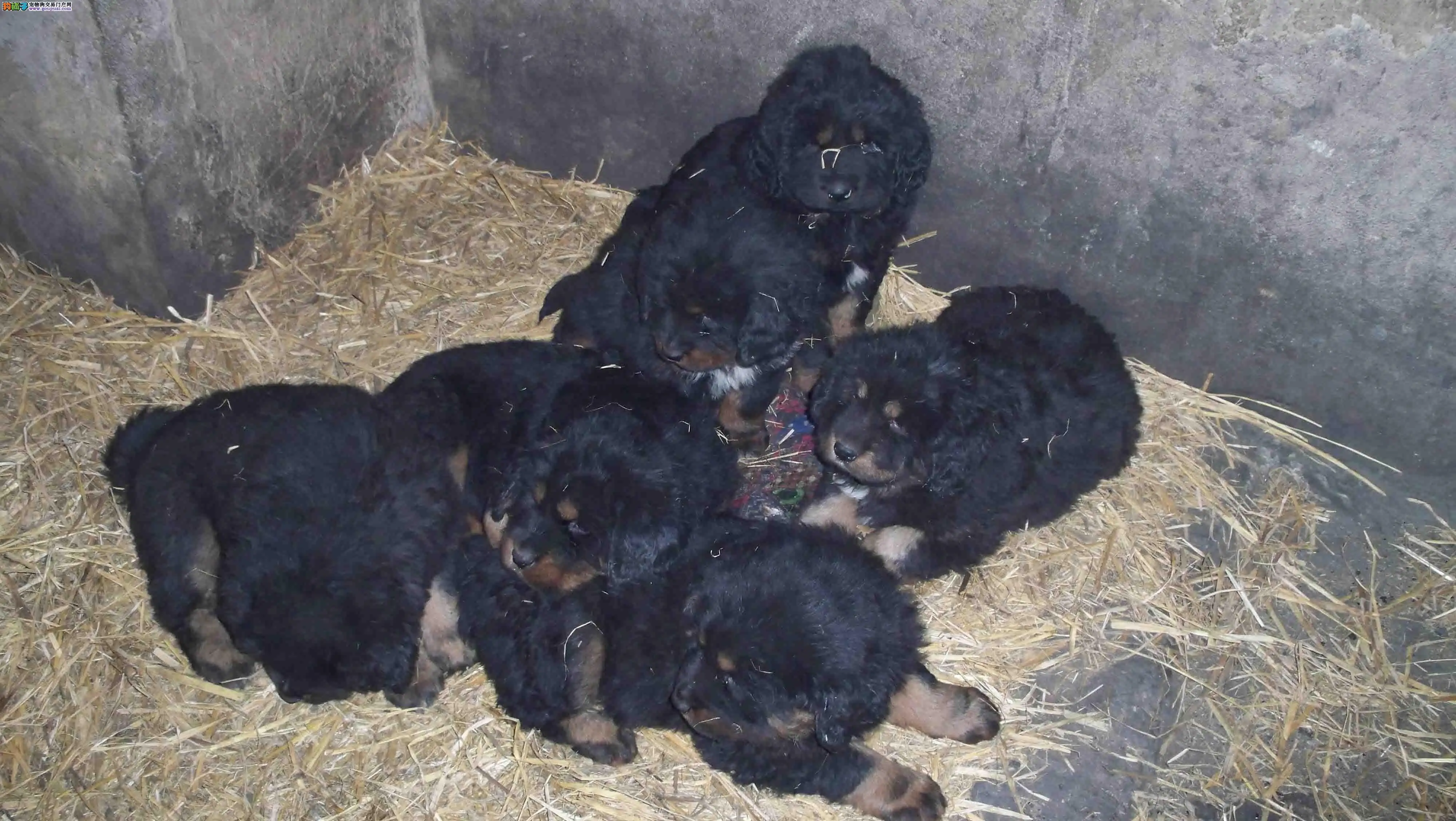 藏獒幼犬出售(藏獒幼犬出售多少钱)