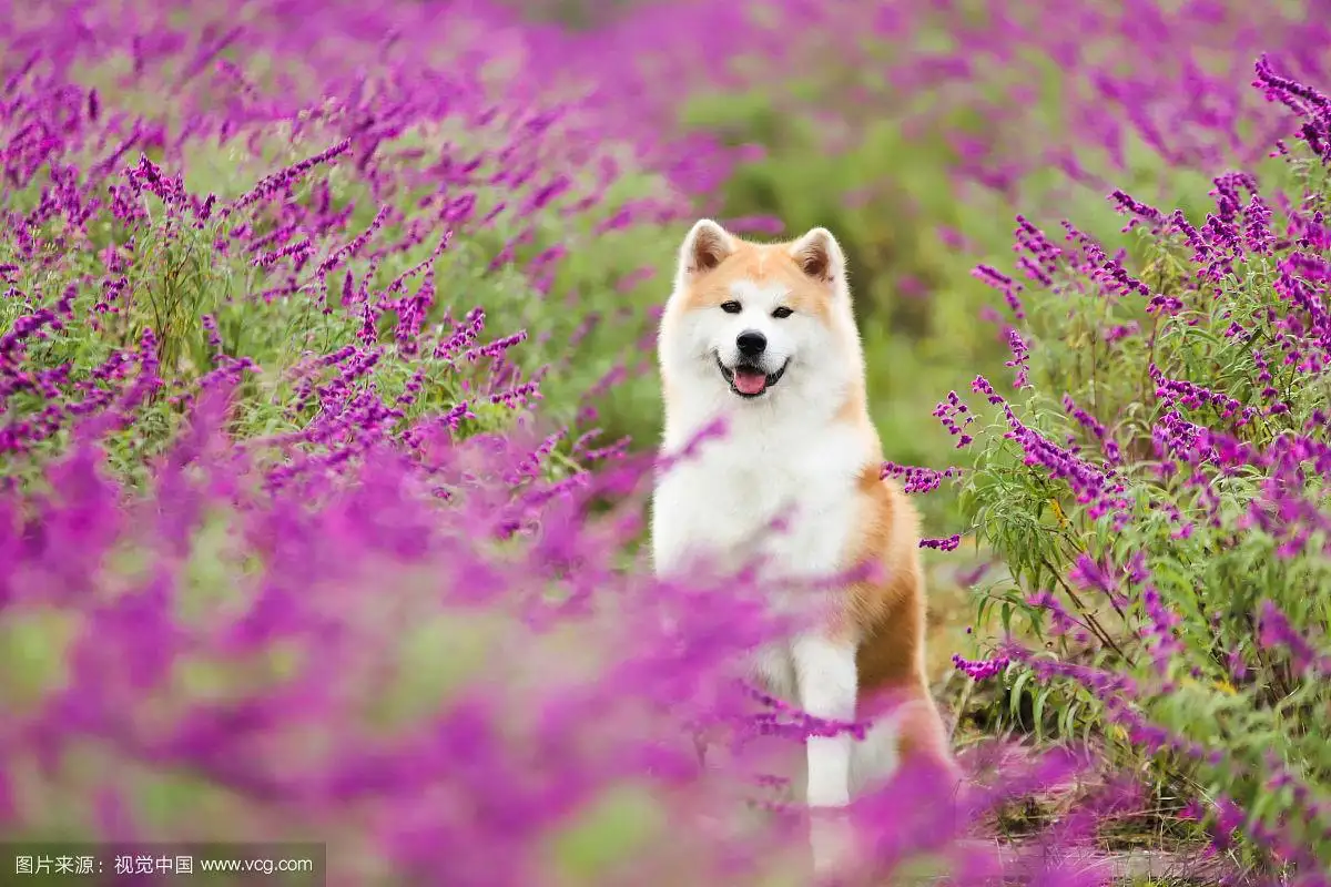 秋田犬作文(秋田犬作文300字三年级)