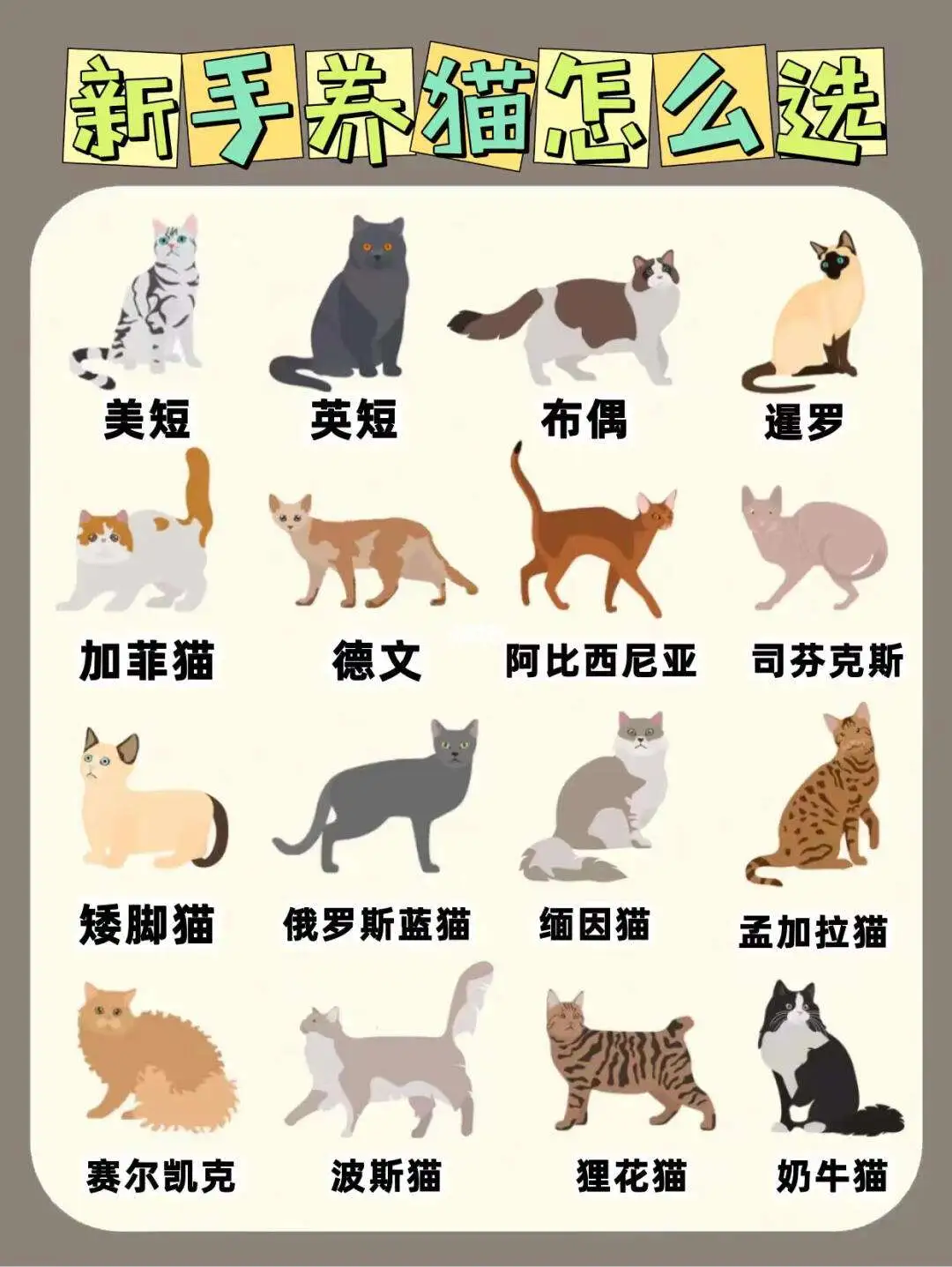 猫怎么辨别品种(猫怎么辨别品种图片)