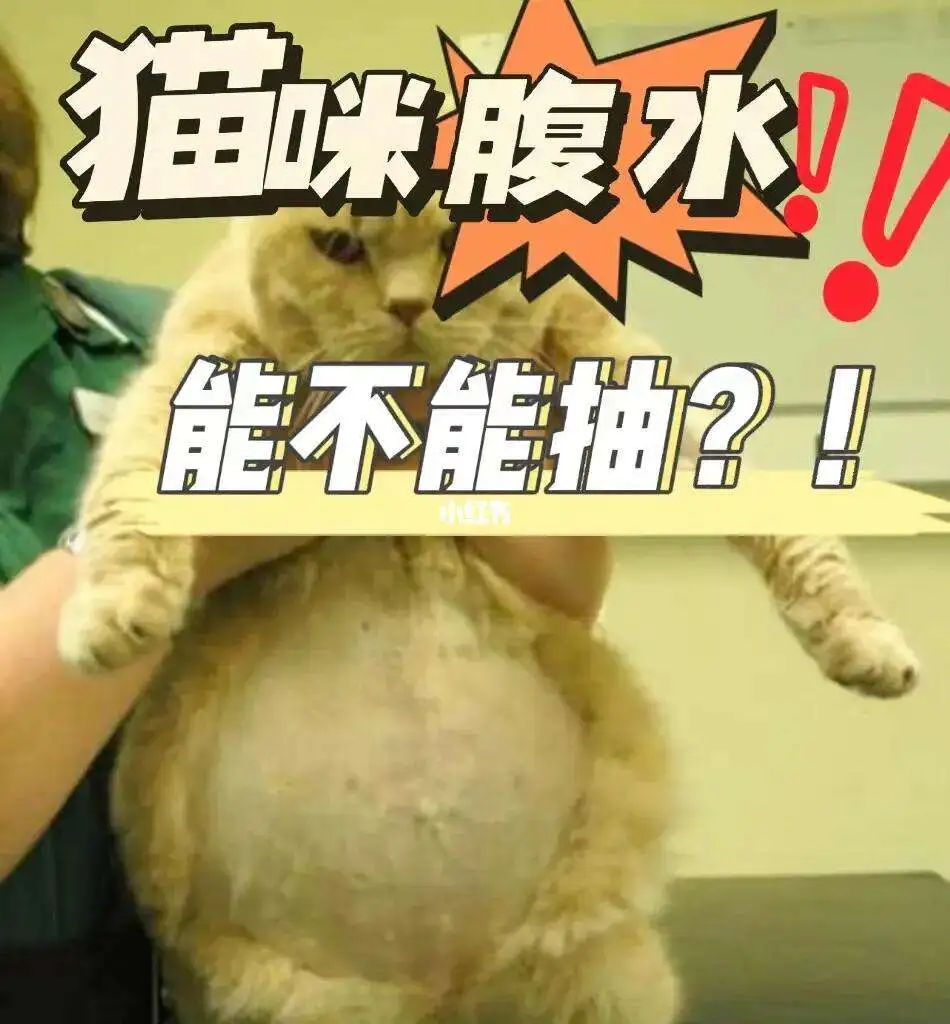 猫传腹传染人类吗(猫传腹会不会传染给人?)