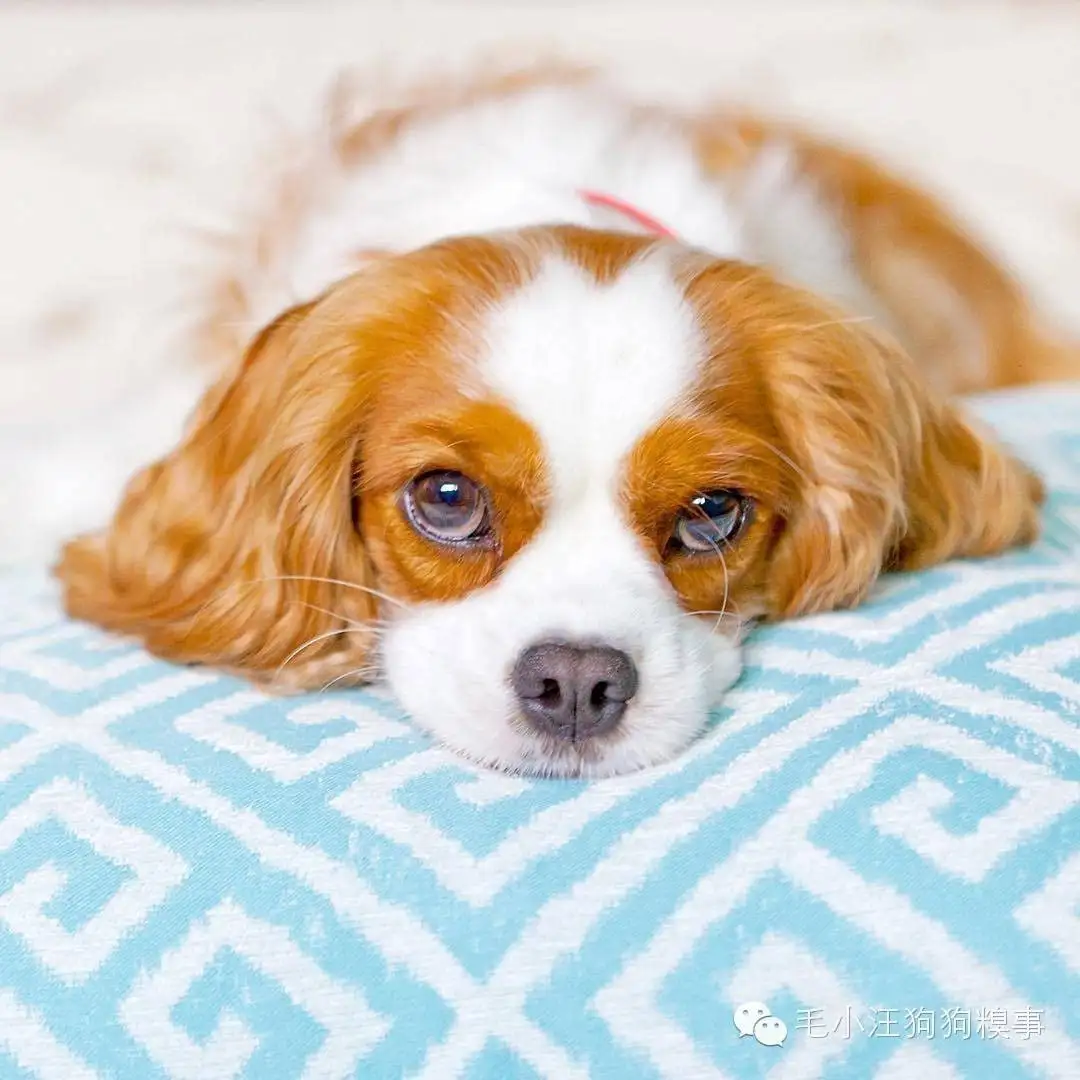 比较安静的小型犬(干净好养安静的小型犬)