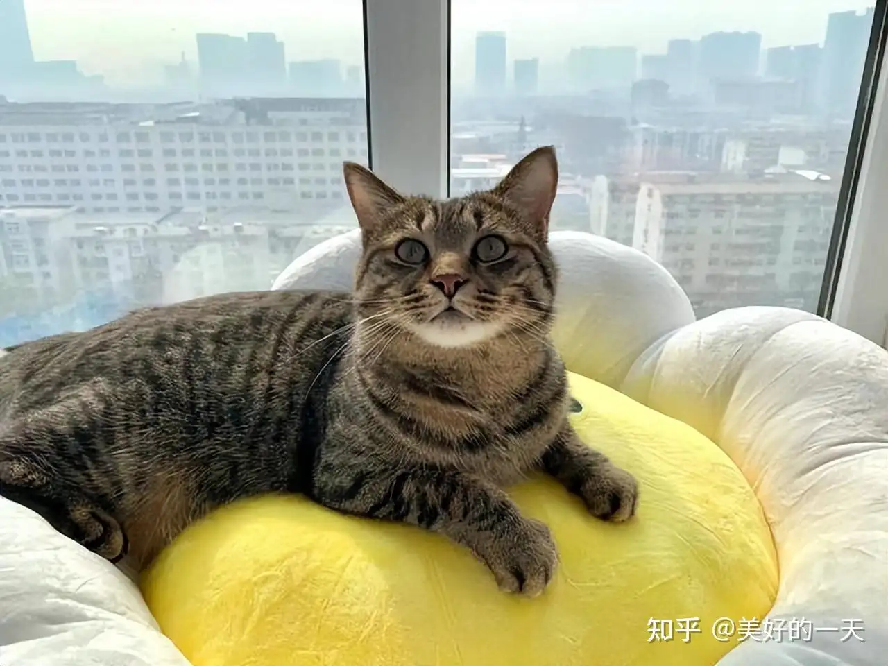 家养猫的寿命有多长(家养猫的寿命有多长时间)