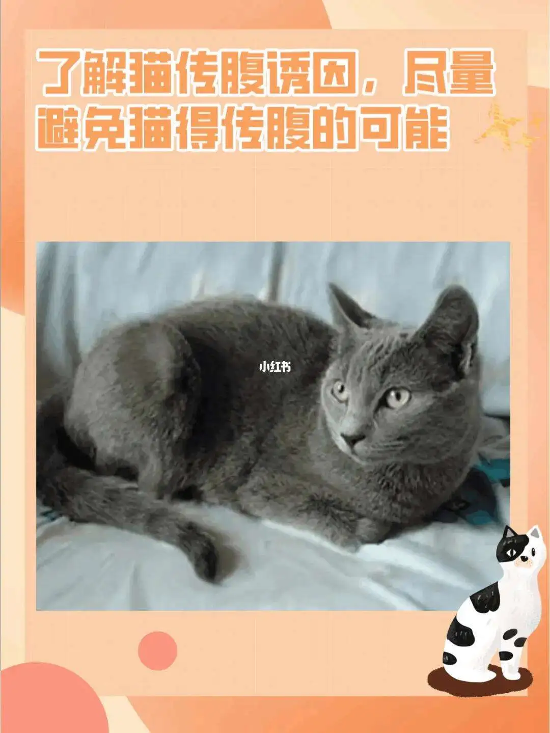 猫传腹传染人类吗(猫传腹会不会传染给人?)