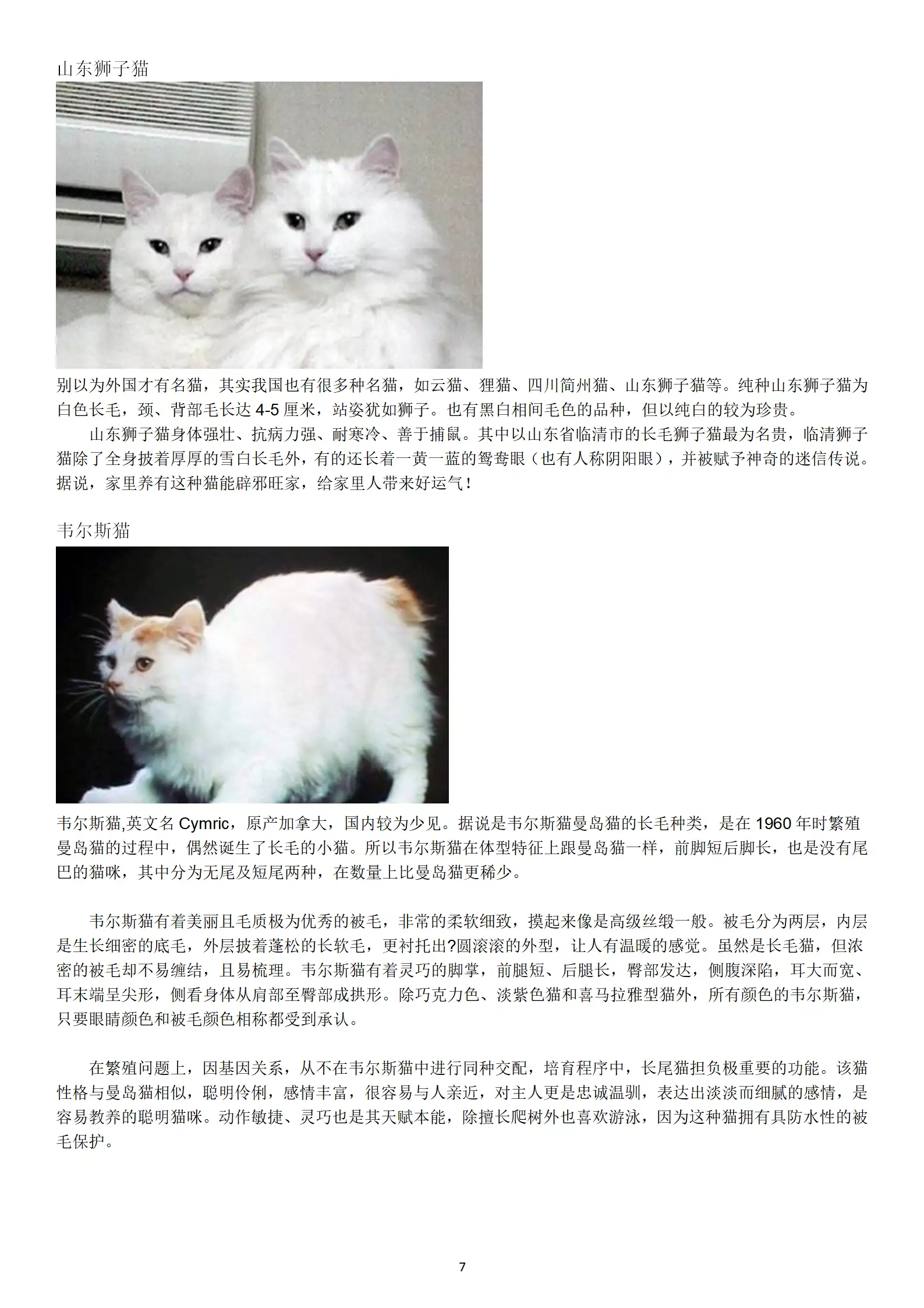 猫怎么辨别品种(猫怎么辨别品种图片)