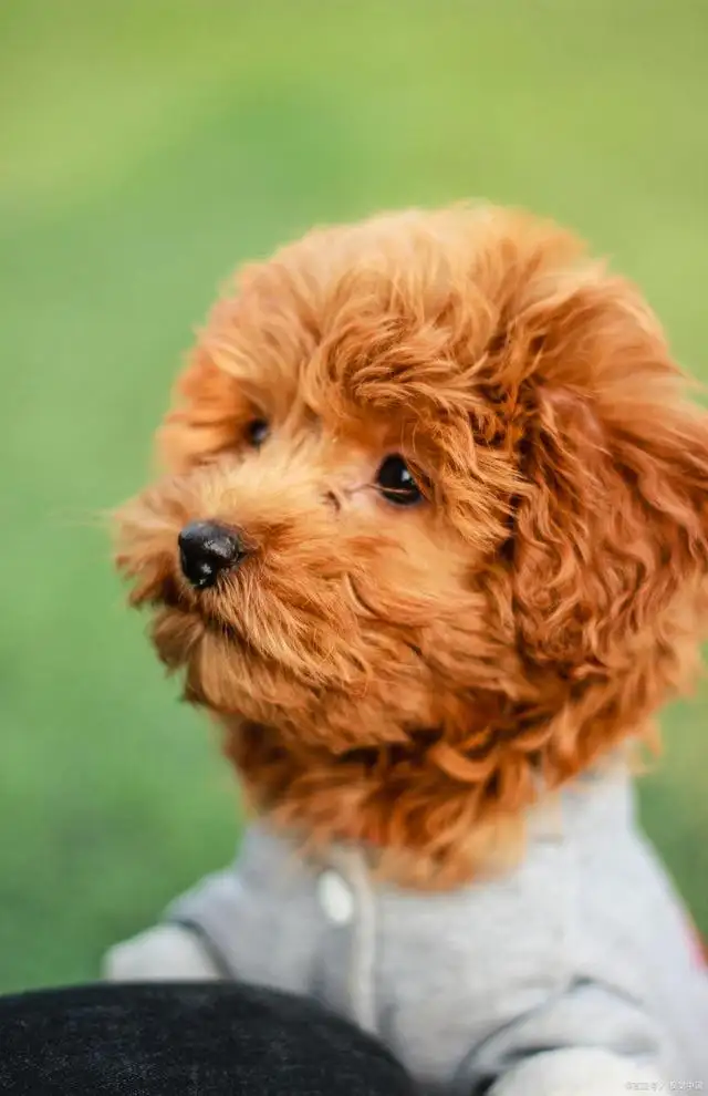 哪种小型犬最可爱(什么小型犬比较可爱)