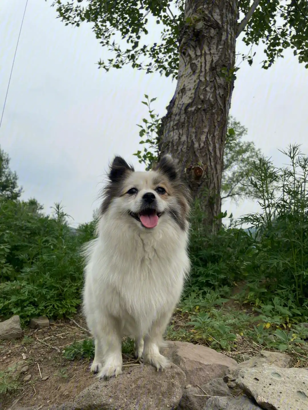 雪纳瑞串蝴蝶犬(雪纳瑞与蝴蝶犬串串)