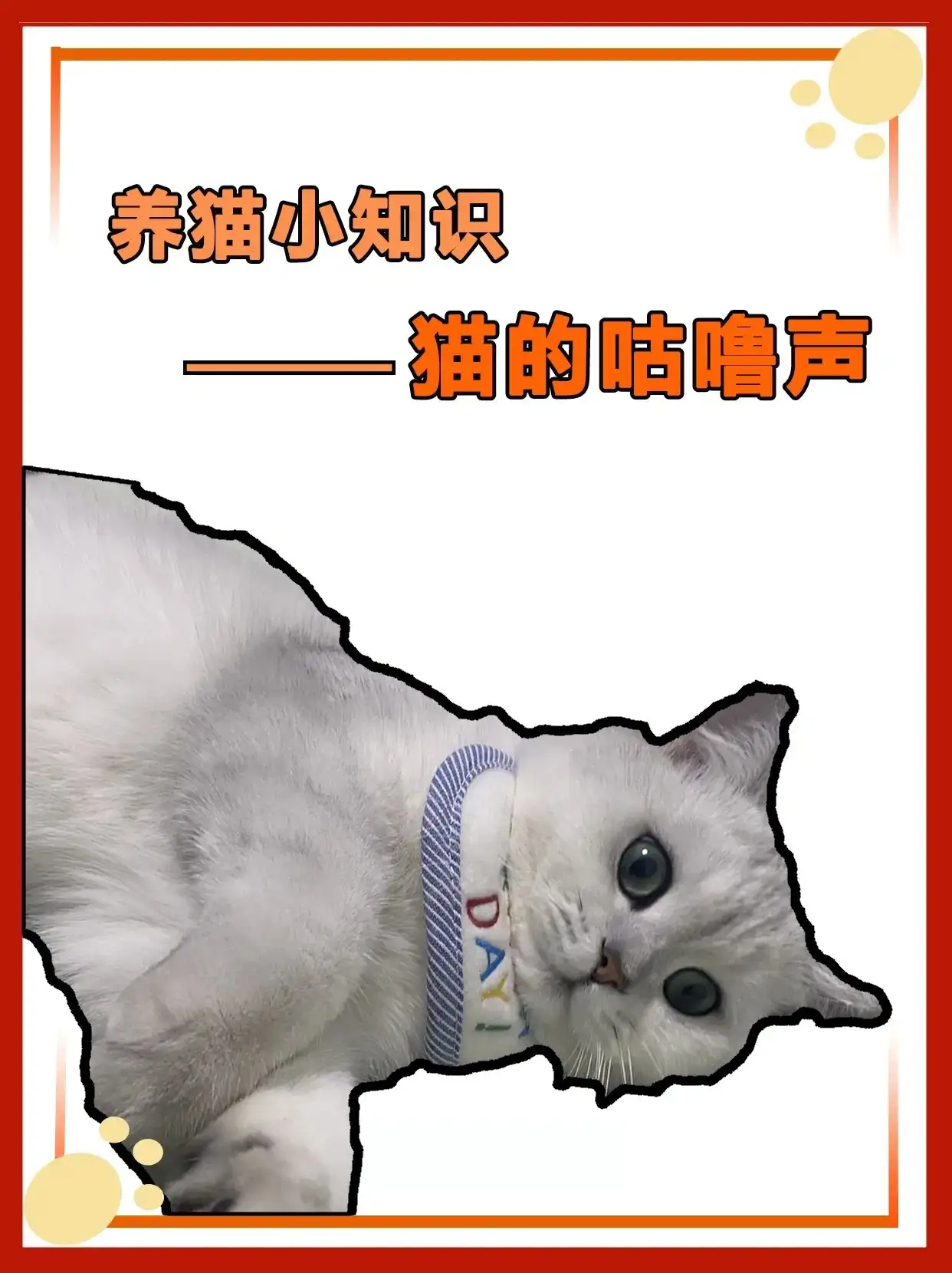 猫咪为什么会一直发出咕噜咕噜的声音(猫咪为什么会一直发出咕噜咕噜的声音呢)