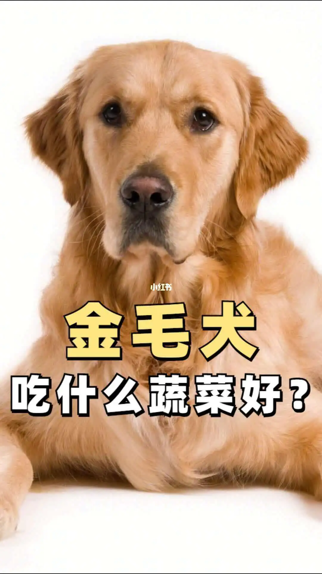 金毛犬幼犬吃什么(金毛犬幼犬吃什么食物好)