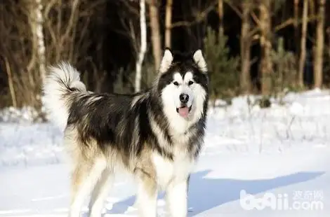 纯种阿拉斯加犬聪明吗(阿拉斯加犬聪明吗?护主人吗?)