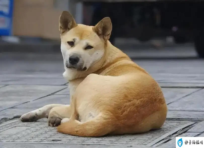 狗的寿命能活多少年(狗的寿命一般能活多少年)