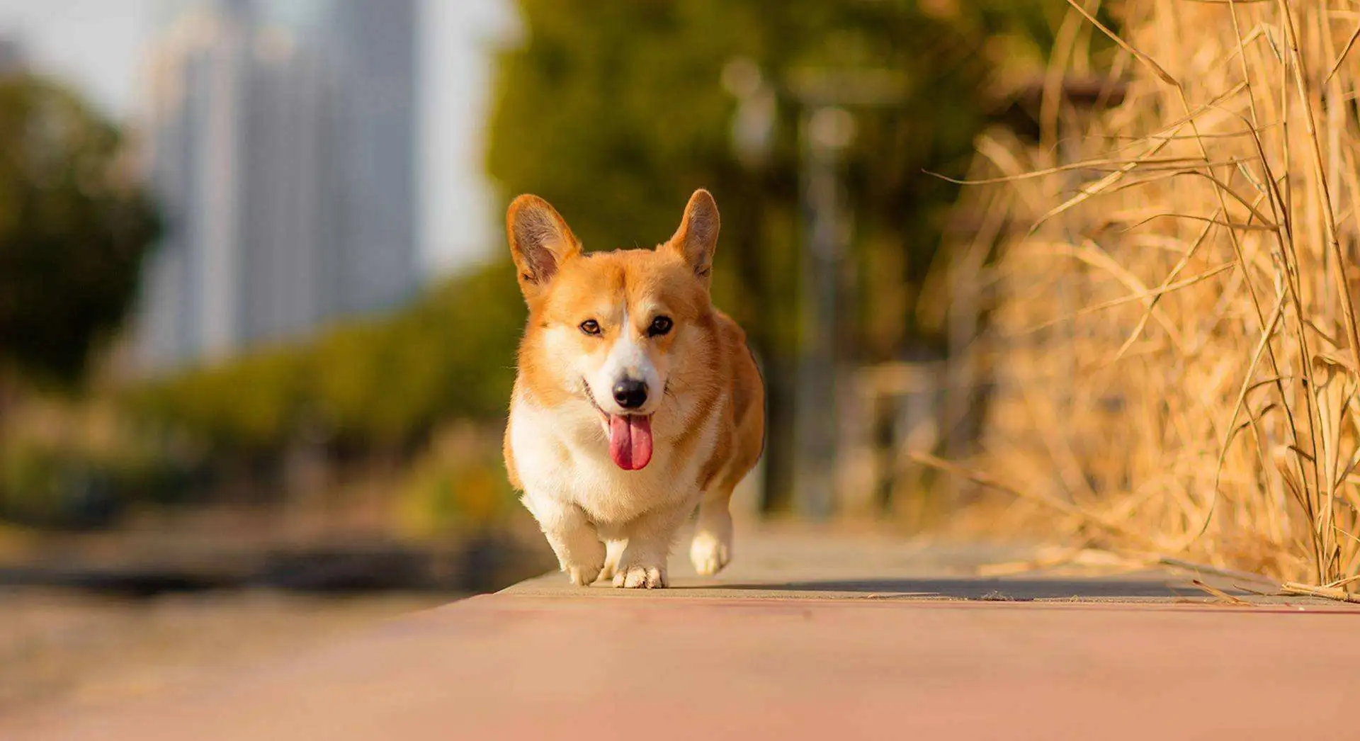 最干净最好养的小型犬是什么(最干净最好养的小型犬是什么狗)