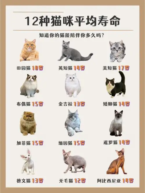 宠物猫的分类及主要品种(宠物猫的分类及主要品种有哪些)