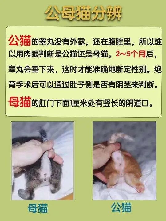 怎么区分母猫和公猫(怎么区分母猫和公猫的区别)