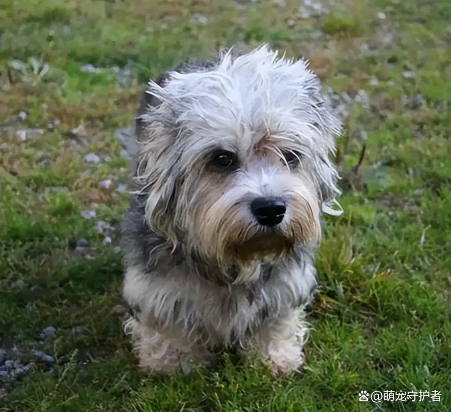 不闹腾的小型犬(什么小型犬不乱叫)