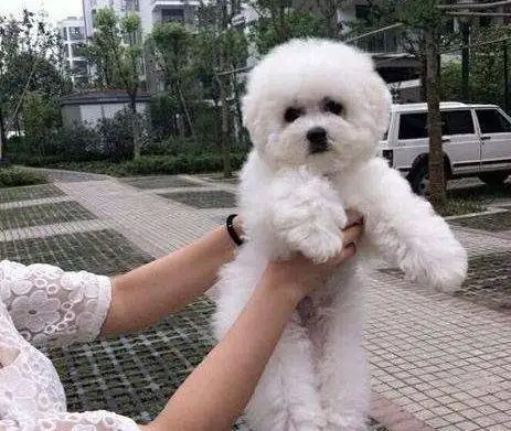 比熊犬和泰迪的杂交图(比熊犬和泰迪犬杂交的狗狗聪明吗)