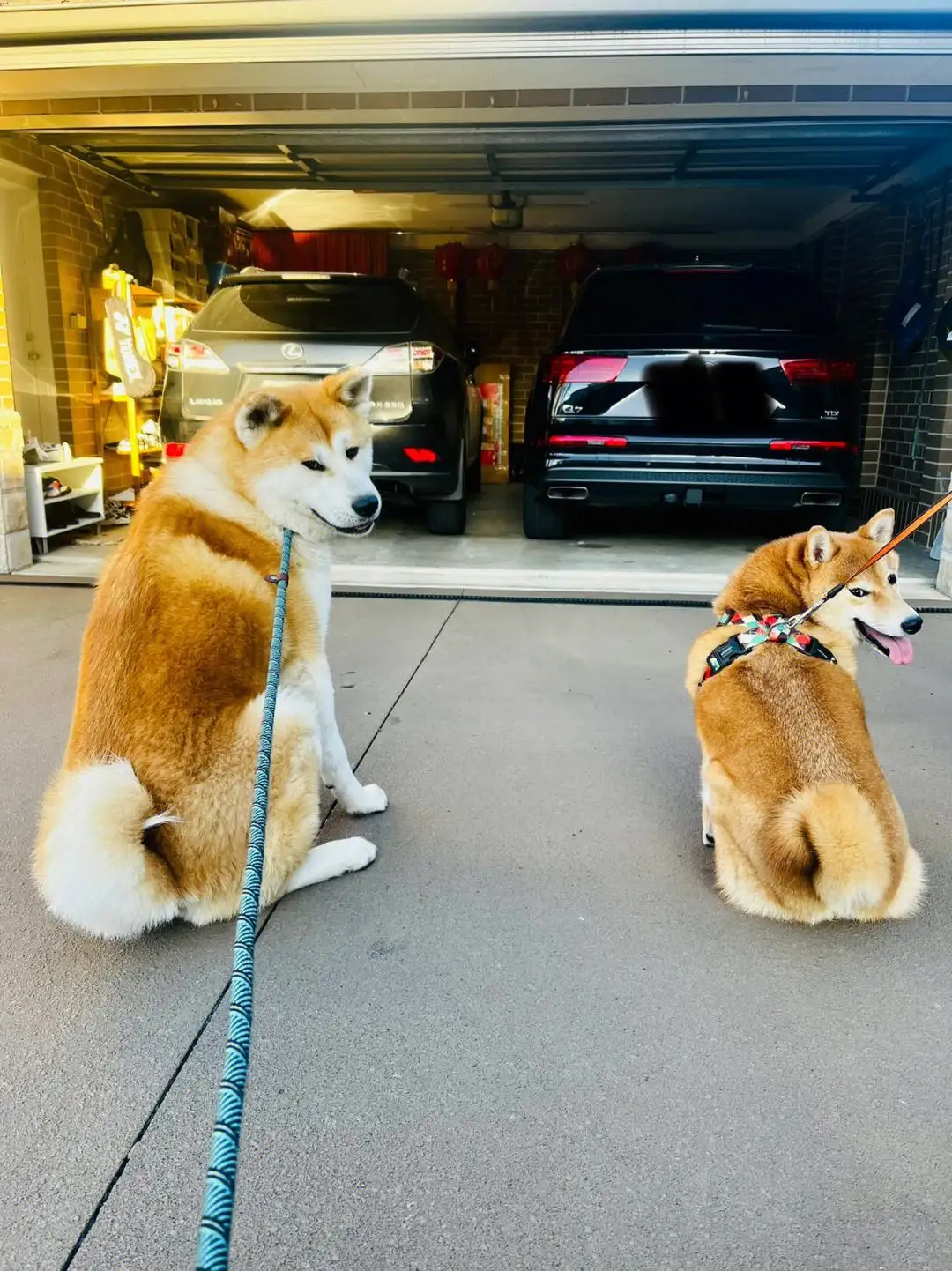 柴犬和秋田犬是一个吗(柴犬和秋田犬是不是一个品种)