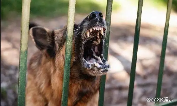 怎么防止大型犬咬人(怎样避免大狗咬小狗怎么办)