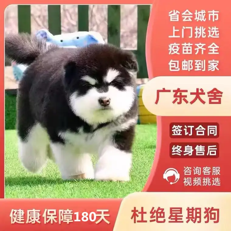 阿拉斯加幼犬纯种多少钱(阿拉斯加幼犬纯种多少钱一条)