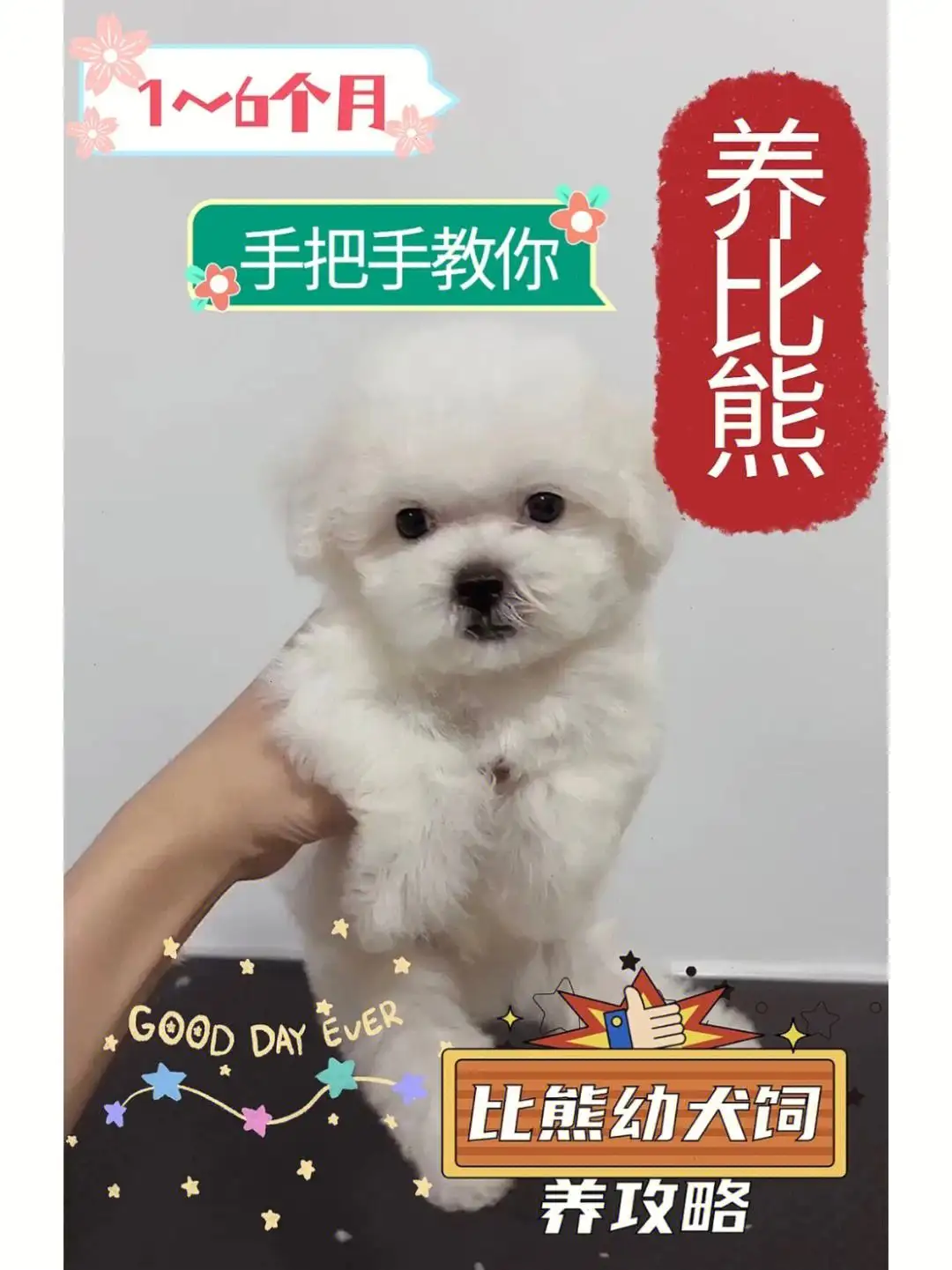 比熊犬喂养(比熊犬喂养方法)