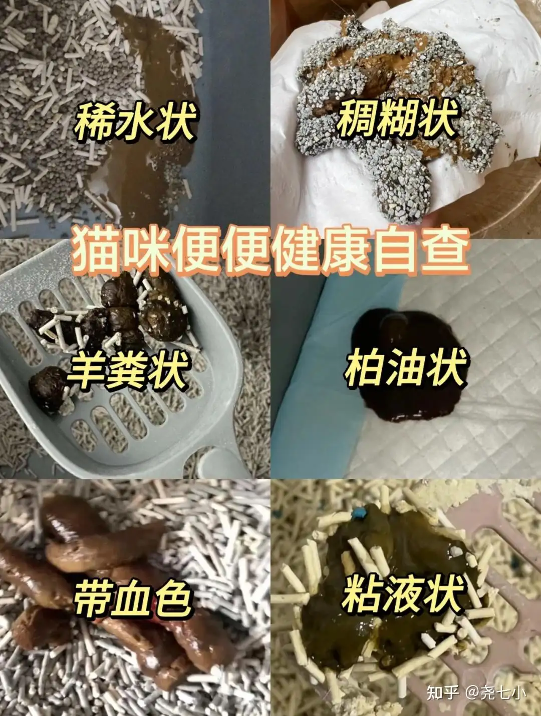 猫咪便秘屎在肛门拉不出来怎么办(猫便秘屎堵在肛门用手挤出来后腿不好使了)