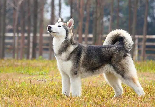 纯种阿拉斯加犬幼犬多少钱一只(纯种阿拉斯加犬幼犬多少钱一只图片)