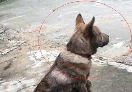 不闹腾的小型犬(什么小型犬不乱叫)