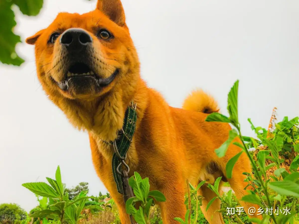 蛇最怕的动物是什么(蛇最怕的动物是什么动物)