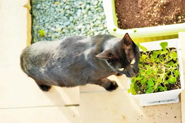 猫吸猫薄荷有好处(猫吸猫薄荷有好处嘛)