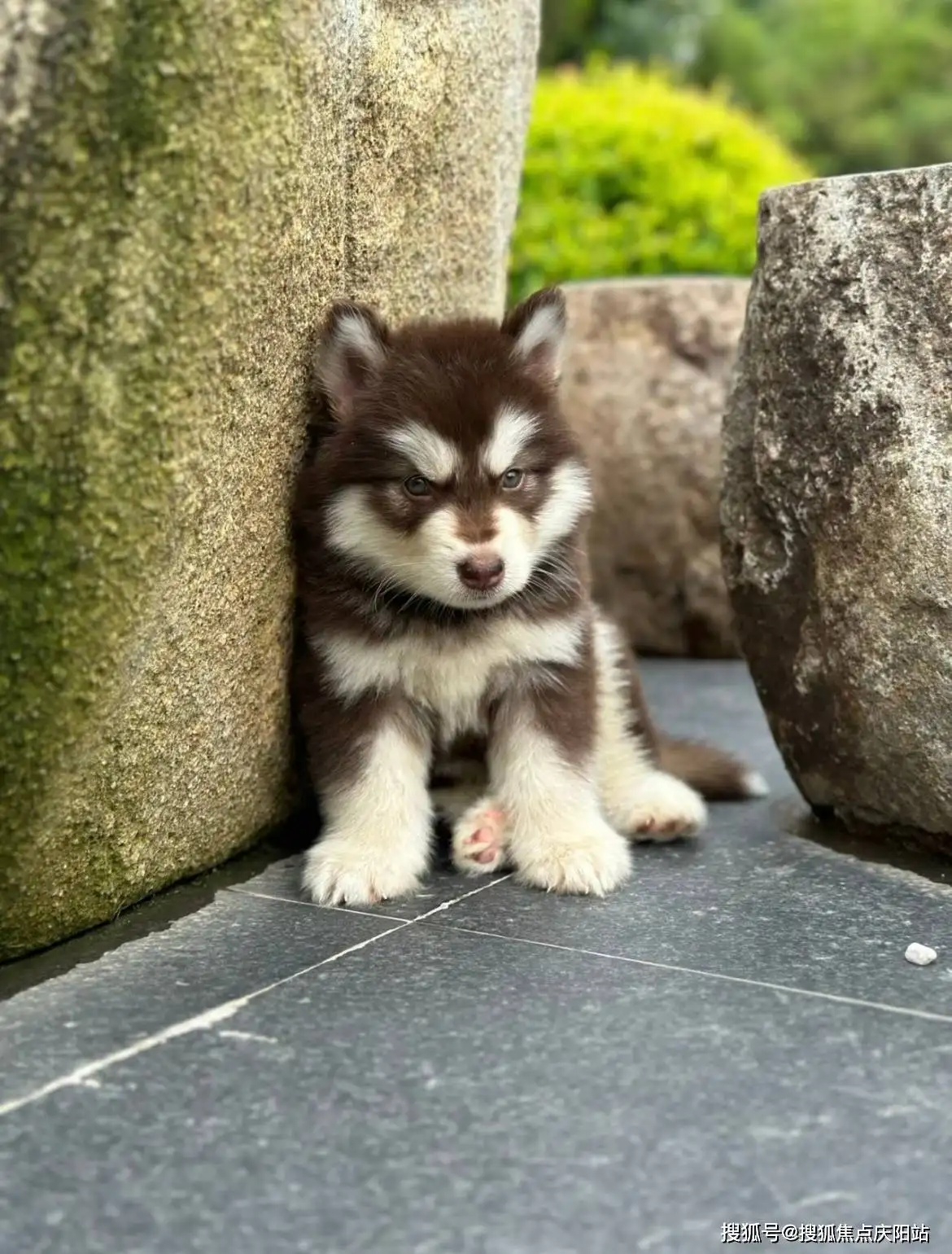 买一只纯种阿拉斯加犬(买一只纯种阿拉斯加犬多少钱)