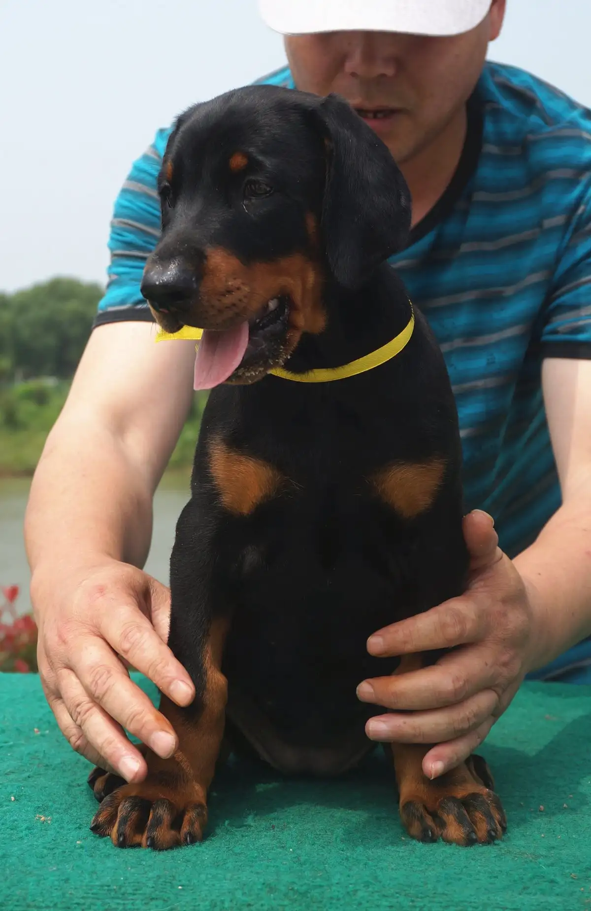 哪里能买到杜宾犬(买杜宾犬需要注意什么)