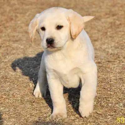 正宗拉布拉多犬幼犬价格多少(拉布拉多犬幼犬的价格多少钱一只)