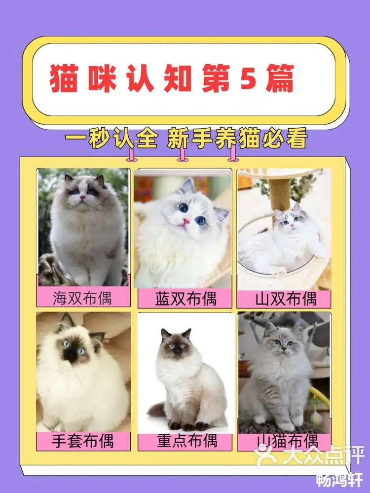 猫宠物猫的品种(宠物猫的品种及特征)