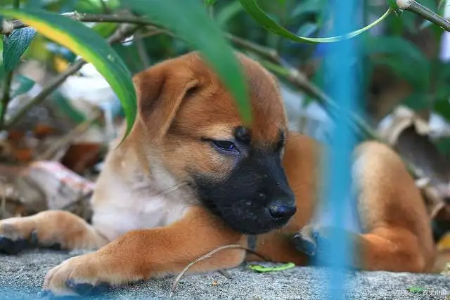 田园犬能活多久(田园犬的平均寿命多少年)