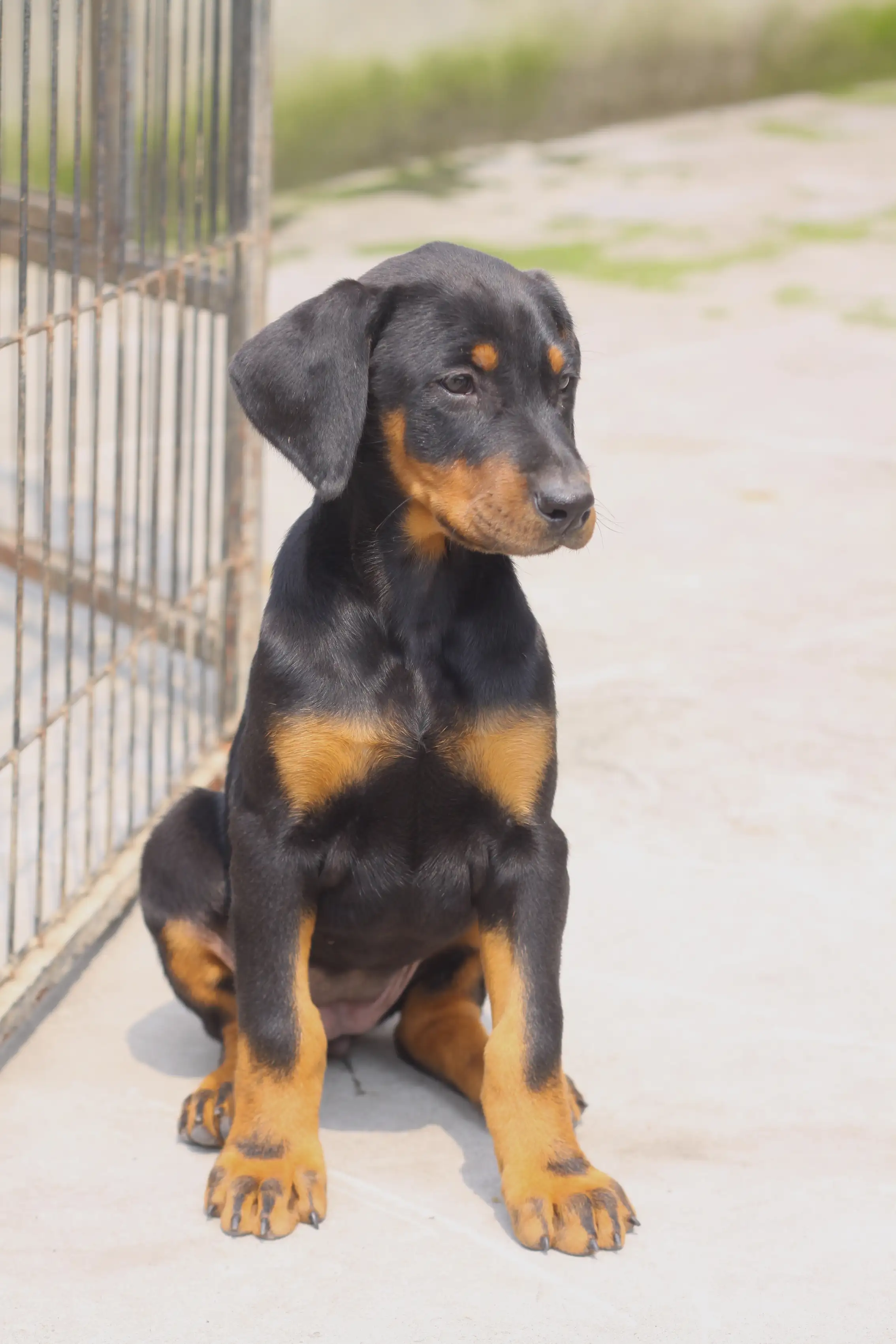 杜宾小型犬(宾莎犬多少钱一只)