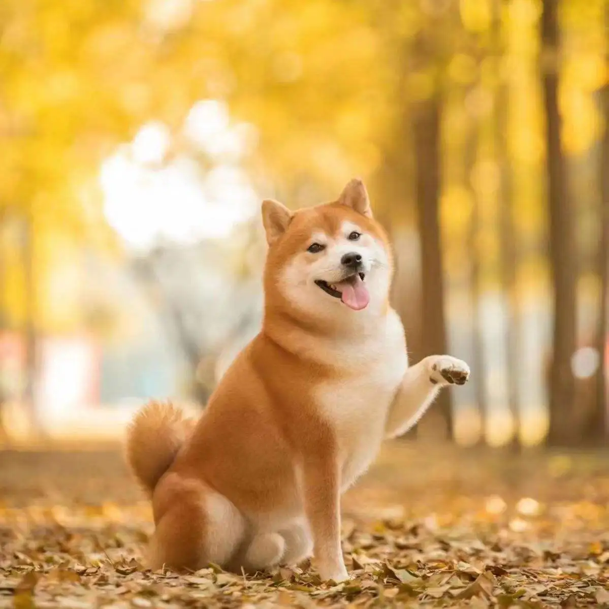 小型犬图片及价格(小型犬图片及价格表大全)